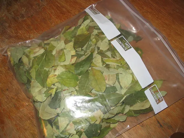buy-coca-leaves-online. Buy Coca Leaves Online buy-coca-leaves-online. Buy Coca Leaves Online