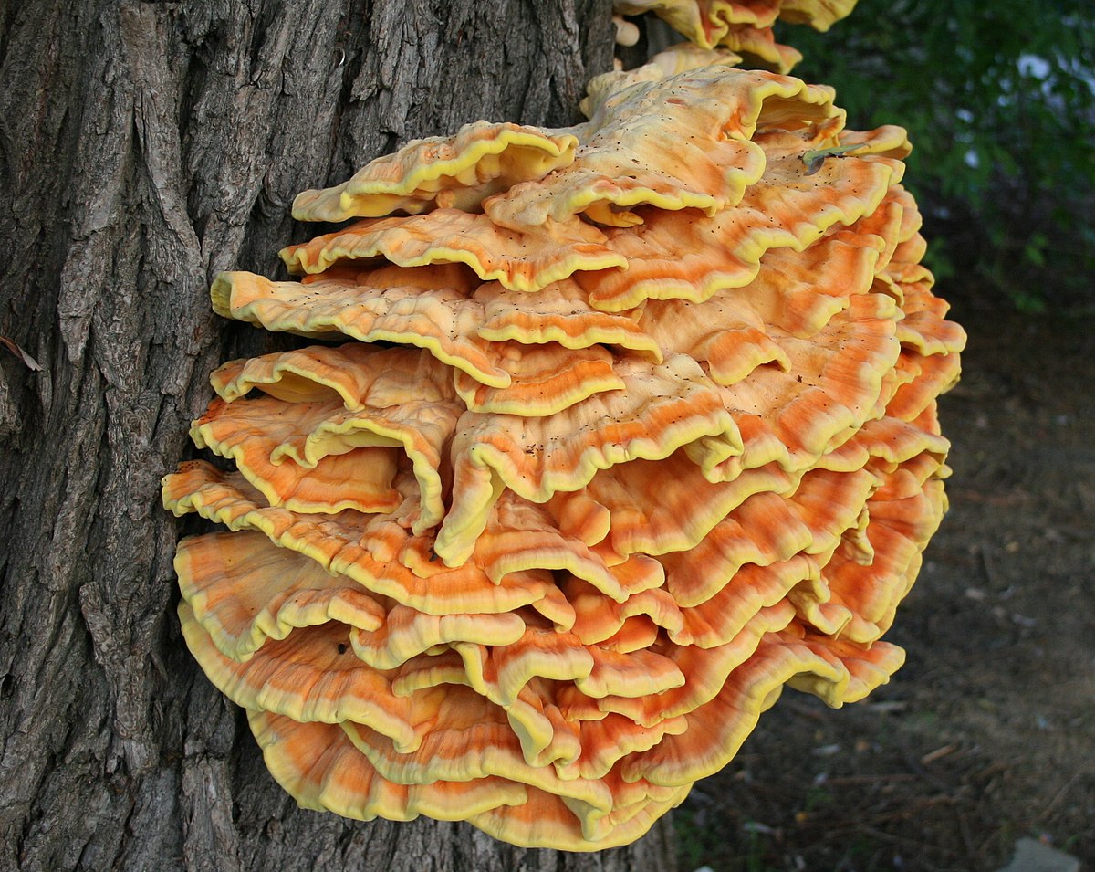 chicken-of-the-woods-mushroom. Chicken of the Woods Mushroom chicken-of-the-woods-mushroom. Chicken of the Woods Mushroom