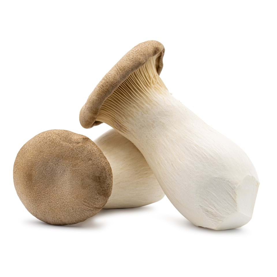 king-trumpet-mushroom. King Trumpet Mushroom king-trumpet-mushroom. King Trumpet Mushroom