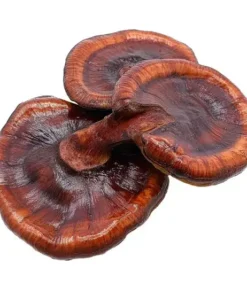 lacquered-bracket. Lacquered Bracket