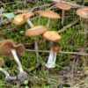 cyanescens-mushrooms. Cyanescens Mushrooms