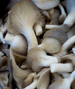 nirvana-mushrooms. Nirvana Mushrooms.