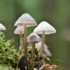 buy-psilocybin-mushrooms. Buy Psilocybin Mushrooms